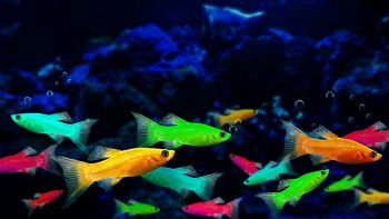 Invasione di pesci fluorescenti in Brasile
