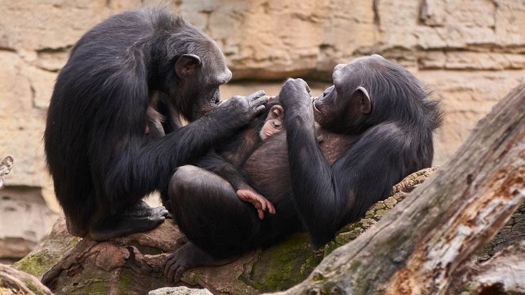 Gli scimpanzé sanno come curarsi le ferite
