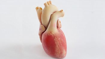 Stampa 3d: è italiana la stampante capace di creare gli organi umani