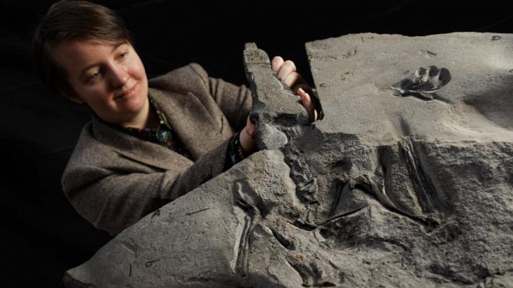 Abbiamo trovato il fossile di un rarissimo dinosauro volante, ed è enorme