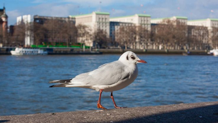 Come le città stanno trasformando gli animali