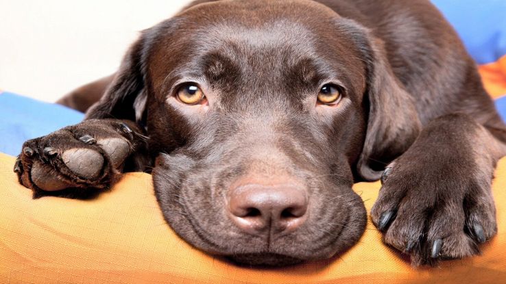 Perché i cani sono gli unici animali che sanno fare "gli occhi dolci"