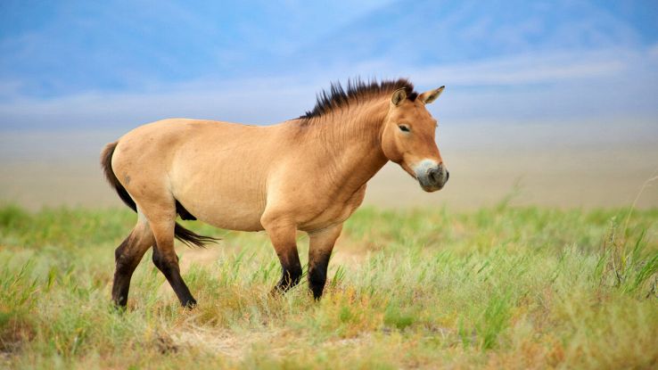 Come gli "zoo ghiacciati" salveranno gli animali a rischio estinzione