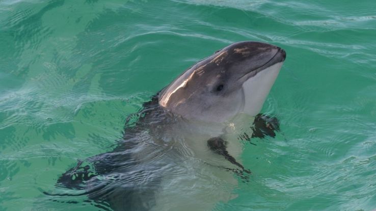 Delfini, focene e comportamenti animali