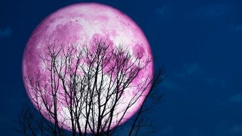 Lo spettacolo della Luna Rosa