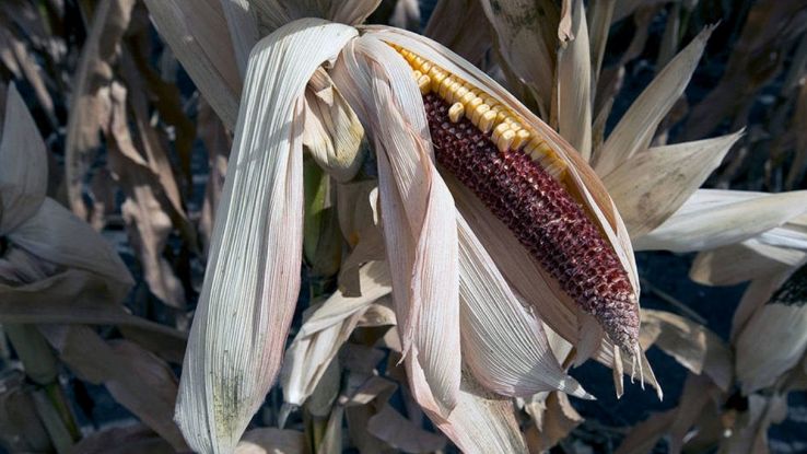 Raccolti di mais in pericolo