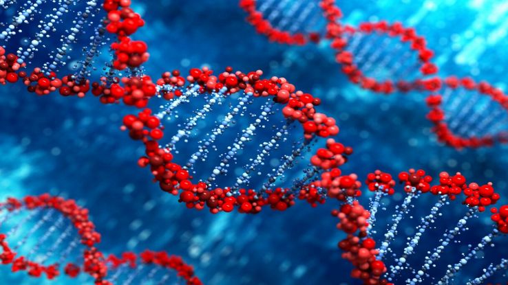 Il DNA umano è stato interamente decifrato: la scoperta degli scienziati
