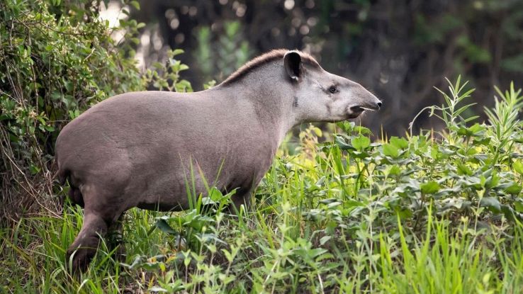 Rischio estinzione per i tapiri
