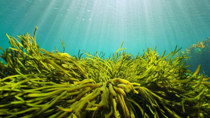 Batterie alimentate ad alghe: la rivoluzione dell'Internet