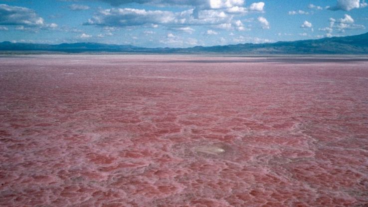 Esiste un lago al mondo letale per l'uomo e gli animali: dove si trova