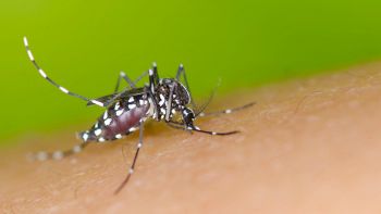 Come eliminare le zanzare senza repellenti