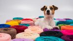 Come ottenere pregiata lana dal proprio cane