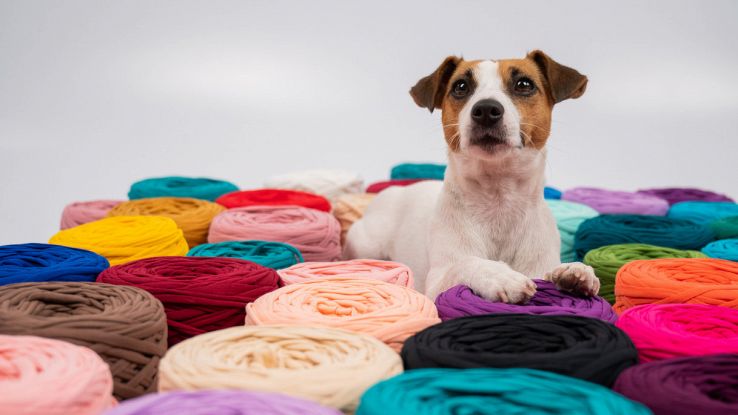 Come ottenere pregiata lana dal proprio cane