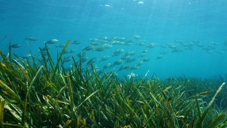 In fondo agli oceani ci sono riserve di zucchero