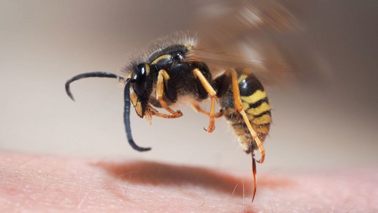Come evitare le punture delle api