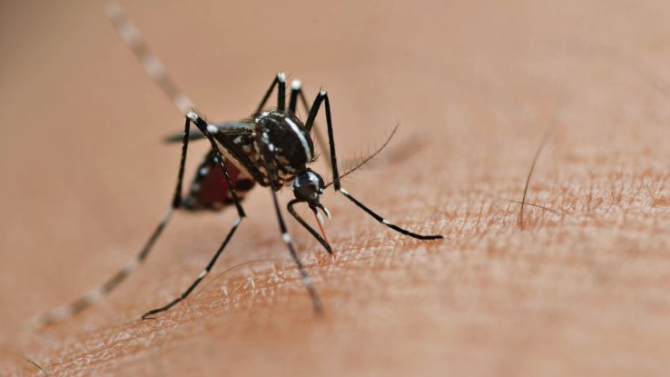 Come non farsi mordere dalle zanzare