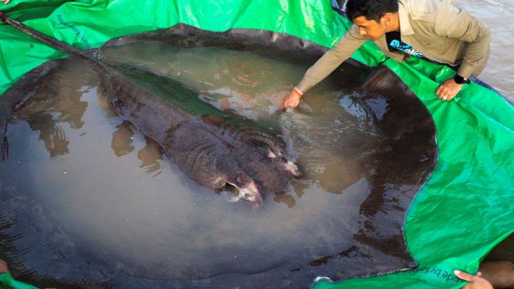 Mostro da record in un fiume asiatico