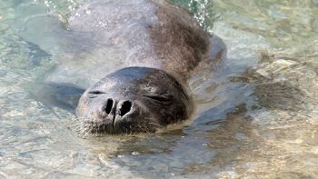 Sorpresa nel mare italiano: spunta un animale rarissimo