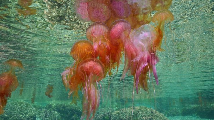 Strane meduse luminose invadono il mare in Italia: cosa sta succedendo