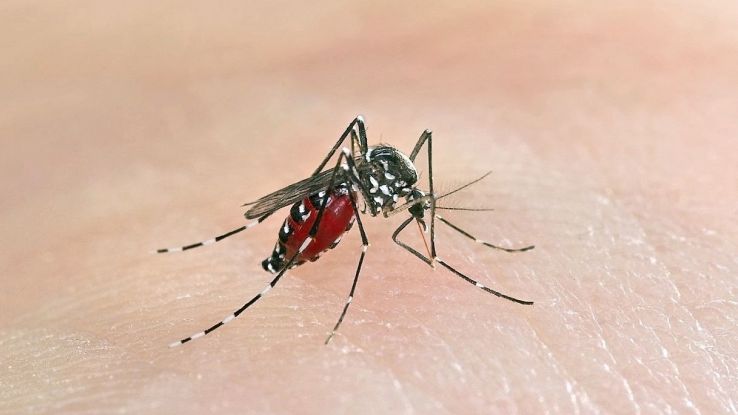 Dengue, la zanzara responsabile