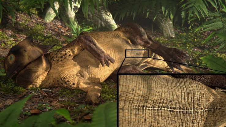 Dinosauri con l'ombelico: la scoperta