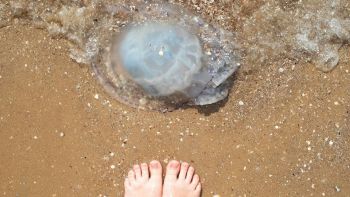 Perché le meduse si sciolgono al sole