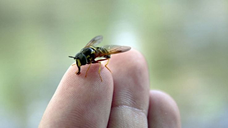 Come non farsi pungere dalle api, i trucchi