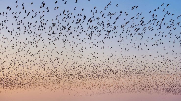 Cadono animali dal cielo, come nei film horror (ma la spiegazione è più inquietante)