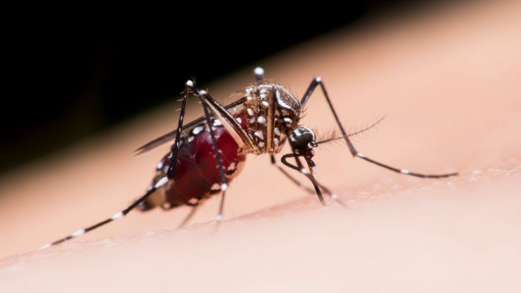 L'azione umana che attira le zanzare