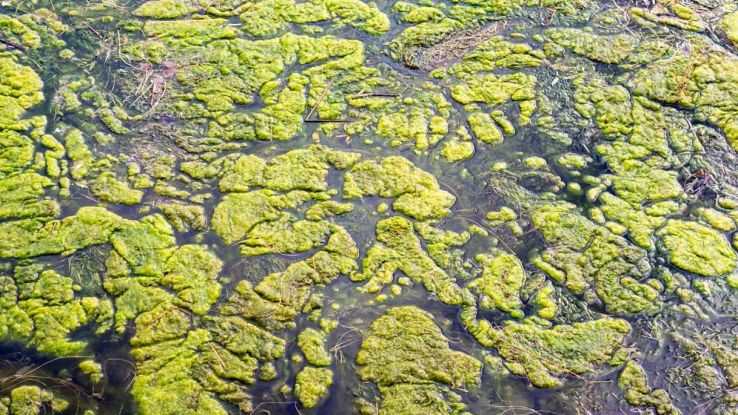 La minaccia delle alghe tossiche