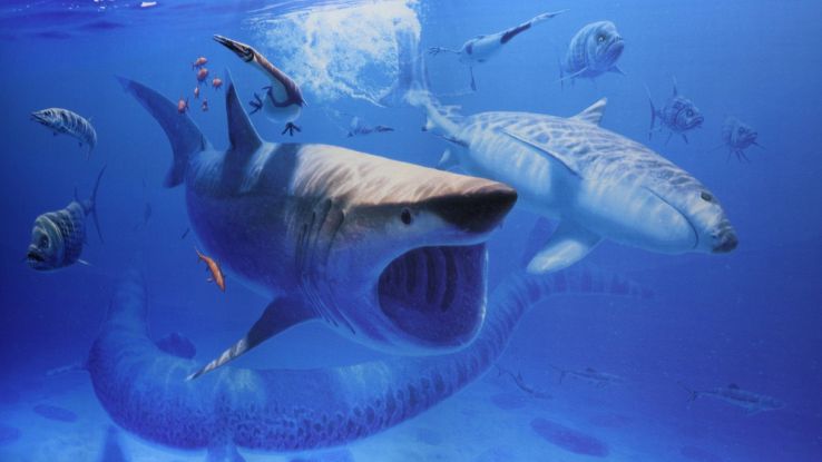 Dave, lo squalo fossile potrebbe appartenere a una nuova specie