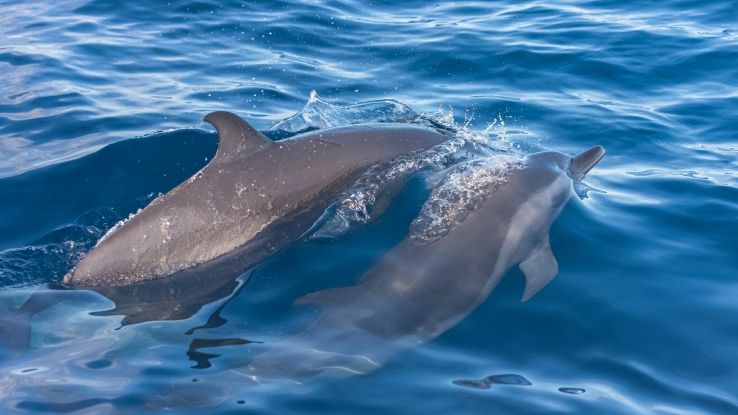 Morti delfini nel Mediterraneo, conseguenze della guerra