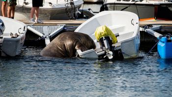 Freya il tricheco di Oslo è tornata