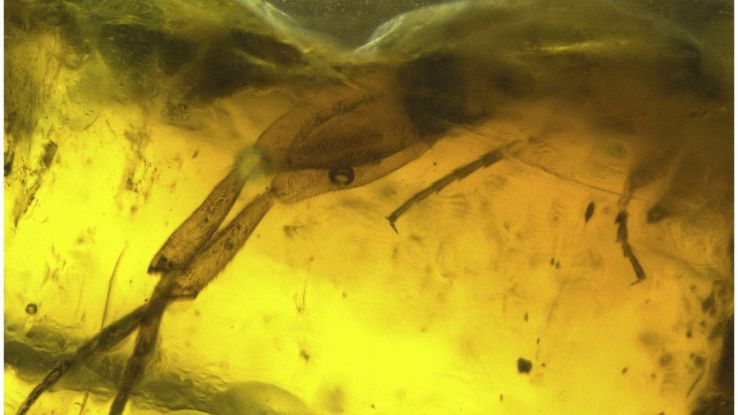 In uno dei fossili più antichi della storia è stata trovata una nuova specie animale