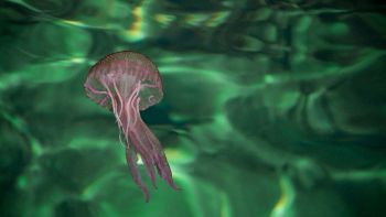 Meduse in mare, da cosa dipende la loro presenza