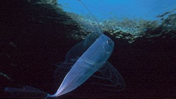 Spiaggia, ritrovato pesce nastro