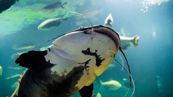 Lago di Garda, la minaccia del pesce siluro