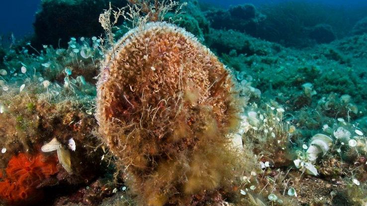 Ritrovata la Pinna Nobilis nel mare italiano