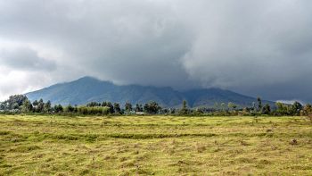 Mazuku, l'allarme degli esperti