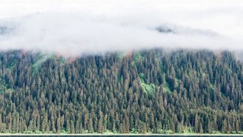 Dal Nord un campanello d'allarme, ci sono alberi mai visti prima: un altro cattivo segno