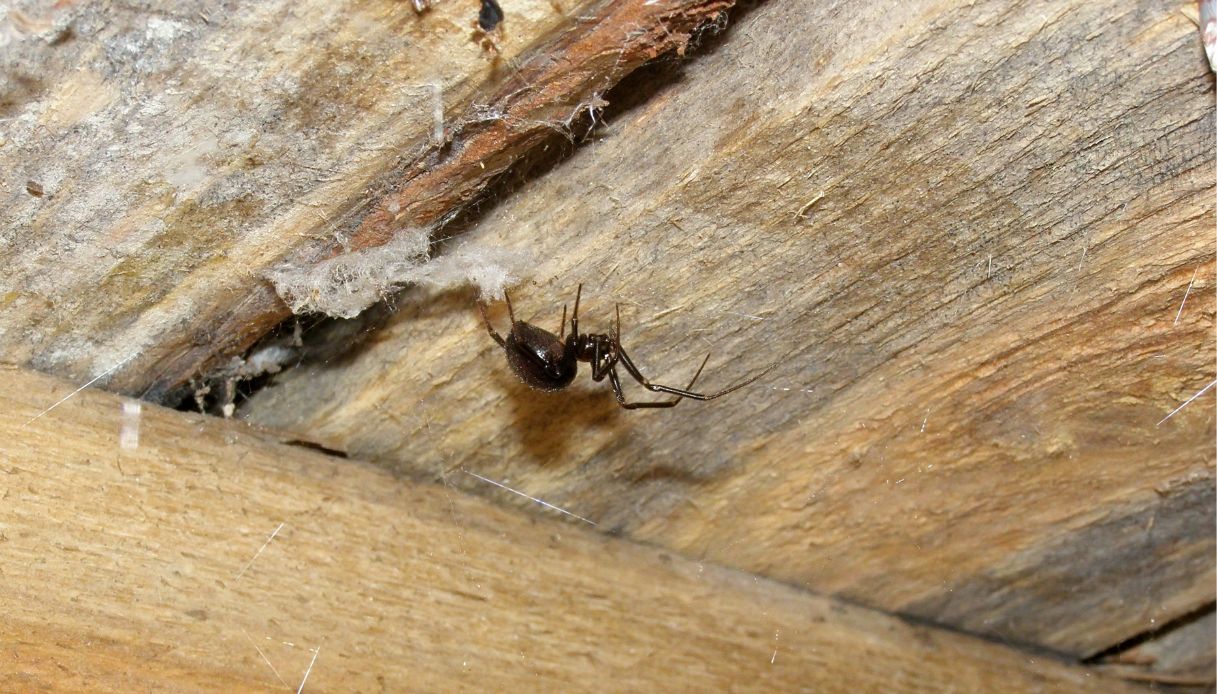 Aranha viúva-negra falsa, risco de invasão devido às altas temperaturas