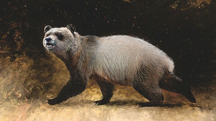 Il "cugino" del panda gigante viveva in Europa milioni di anni fa