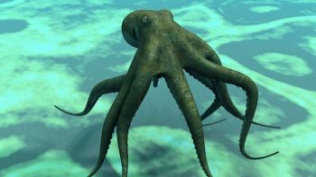 Avvistate nuove creature oceaniche. E cambia ogni cosa su ciò che sapevamo