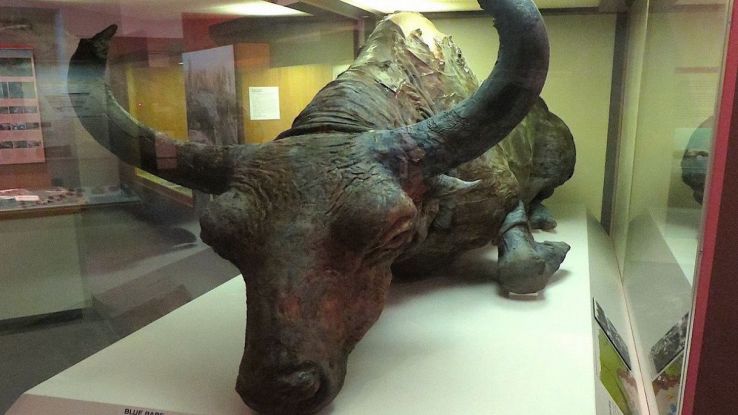 L'antico bisonte americano