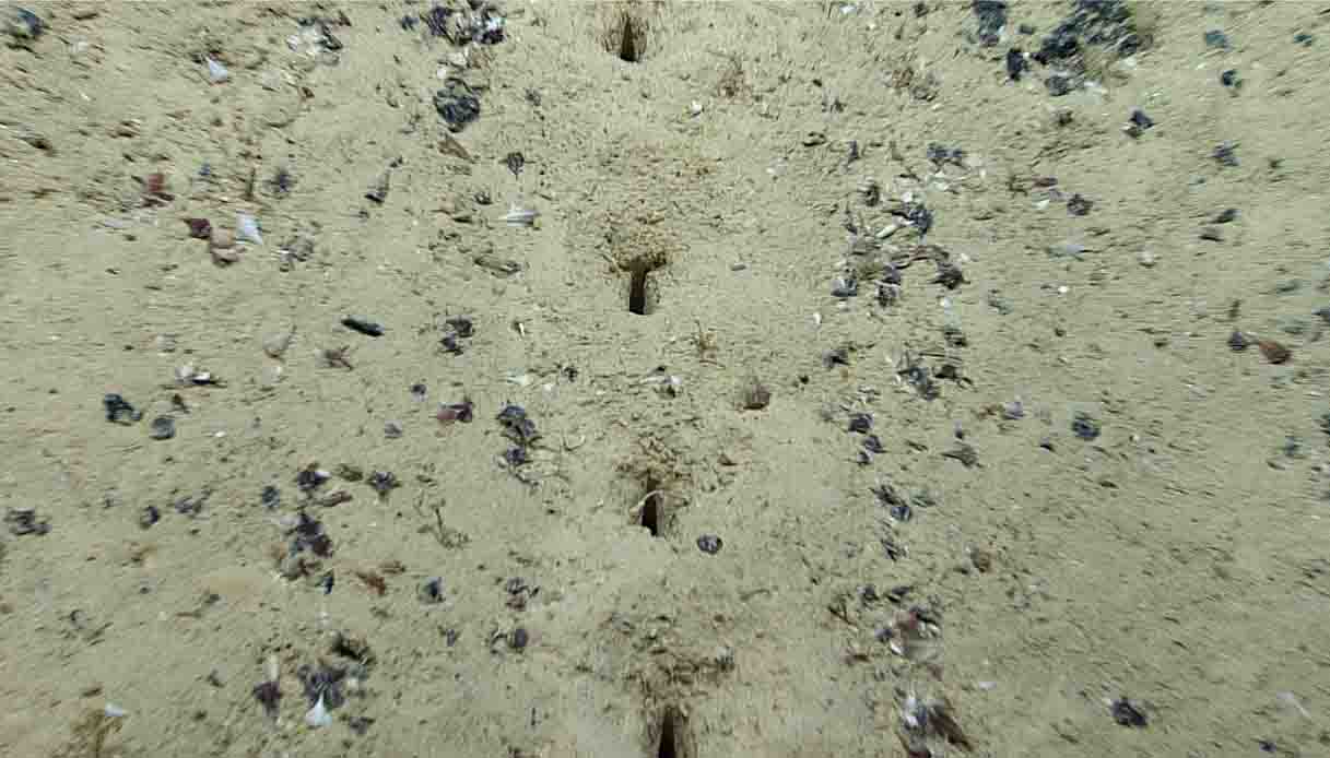 Cosa sono queste orme sul fondo del mare che stanno ossessionando gli scienziati?