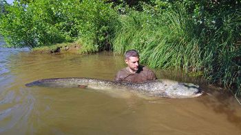 Pesce gatto gigante avvistato in Italia: che succede?