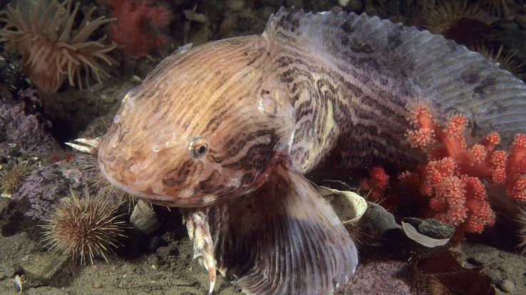 Pesce lumaca variegato, cosa hanno trovato nel suo corpo