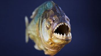 piranha