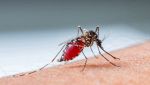 Cosa non funziona contro le zanzare