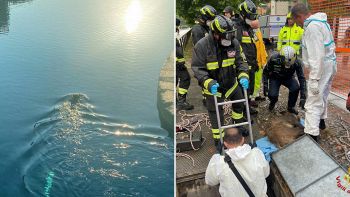 Infestava i Navigli a Milano, ora questo animale è morto (e non è un buon segno)